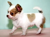Chó Chihuahua giúp cảnh sát bắt nghi phạm