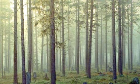 Rừng ngày càng ít hấp thu CO2