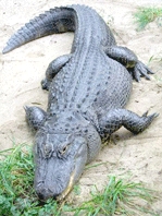 Lăng kính thế giới