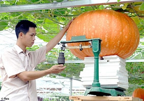 “Rau củ không gian”