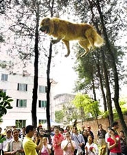 Khuyển làm xiếc
