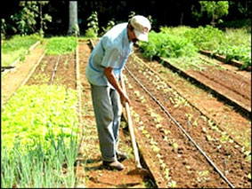 Cuba với mô hình canh tác đô thị