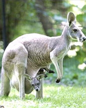 Ăn thịt kangaroo để “cứu Trái đất”