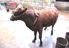 Bò 6 chân giá... gần 90 triệu đồng