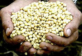 Đậu nành biến đổi gien có thể ngừa nhồi máu cơ tim