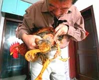 Gà cao số