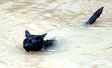 Mèo bơi lội
