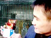 Cọp cũng xài Viagra!