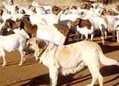 Chó làm “vệ sĩ” cho cừu, dê