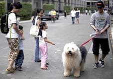 Chính sách một... con chó