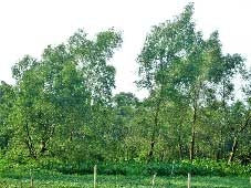 Hình ảnh cây bần trong ca dao