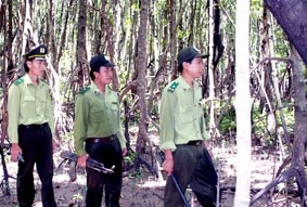 Để rừng Cà Mau không còn bị "chảy máu"