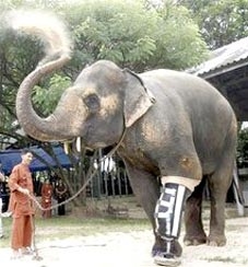 Voi mang chân giả