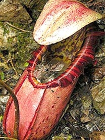 Cây “ăn thịt” chuột