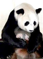Gấu trúc có thể tuyệt chủng sau 2-3 thế hệ