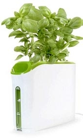 Trồng cây không cần đất