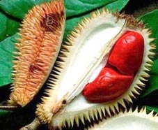 Sầu riêng ruột đỏ