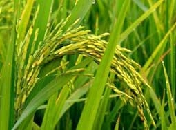 Gạo “không cần nấu”!