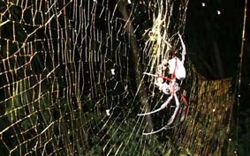 Loài nhện giăng màng tơ lớn nhất thế giới