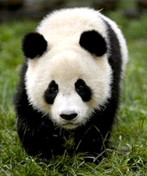 Bản đồ gien gấu trúc và chó giống nhau