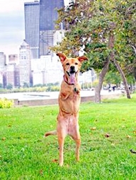 Chó hai chân biết đi