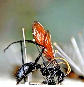 Côn trùng sẽ trở thành món ăn thường ngày