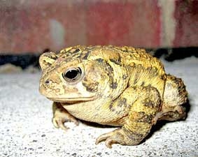 Cóc có thể dự báo động đất