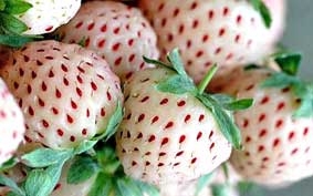 Dâu tây trắng vị dứa