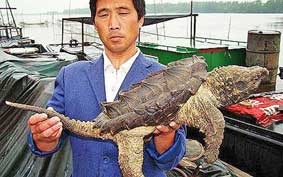 Rùa khủng long!
