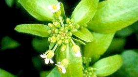 Thực vật cũng biết “ghi nhớ”, “suy nghĩ”