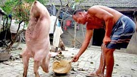 Heo đi kiểu 
“trồng cây chuối”