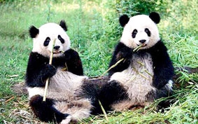 Khám phá thế giới của gấu trúc