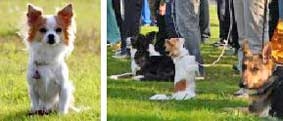 Chọn Chihuahua làm chó nghiệp vụ!
