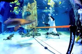 Chơi quần vợt với cá mập!