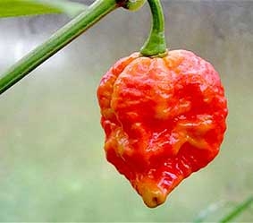 Kỷ lục ớt cay 
lại bị phá