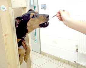 Chó chỉ ăn được 
khi đứng... 2 chân