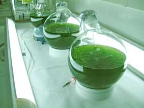 Tảo + CO2 = xăng 

của tương lai