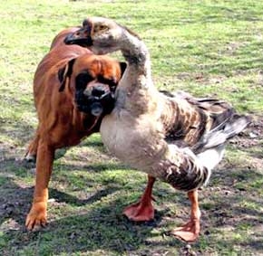 Ngỗng chăm sóc chó mù