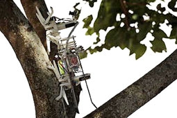 Robot gác rừng