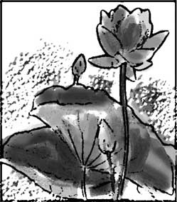 Bài thơ hoa sen