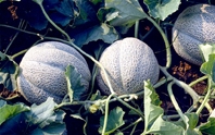 Cặp dưa to, giá “khủng”