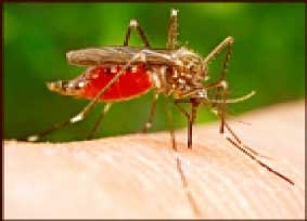 Phòng chống muỗi bằng phương pháp tự nhiên