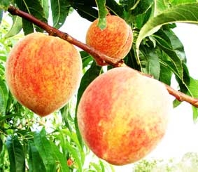Đào Mẫu Sơn