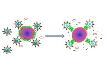 Tiềm năng tiêu diệt vi-rút HIV từ nọc ong