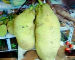 Độc đáo trái mít dài 1m, nặng gần 50 kg
