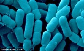 Probiotic giúp tăng cường hấp thu vitamin D