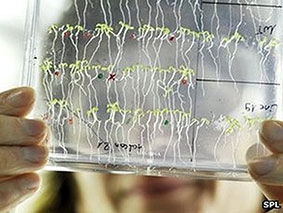 Cây xanh cũng biết tính toán sử dụng năng lượng hợp lý