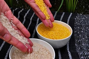 Giống gạo mới bổ sung dinh dưỡng cho trẻ em nghèo