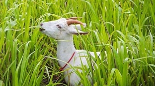 “Siêu cỏ” giúp giảm khí thải nông nghiệp