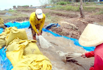 Cà Mau: Nghêu giống xuất hiện, nhiều hộ dân tham gia khai thác
